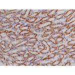 Phospho-Bcl-xL (Thr47) Antibody in Immunohistochemistry (Paraffin) (IHC (P))