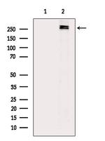 Phospho-Acetyl-CoA Carboxylase (Ser80) Antibody in Western Blot (WB)