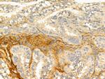 Phospho-AMPK alpha-1 (Ser486) Antibody in Immunohistochemistry (Paraffin) (IHC (P))