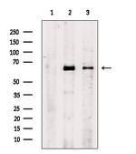 Phospho-AMPK alpha-1 (Ser486) Antibody in Western Blot (WB)