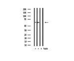 Phospho-AMPK alpha-1 (Ser486) Antibody in Western Blot (WB)