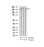 Phospho-NMDAR2B (Tyr1474) Antibody in Western Blot (WB)