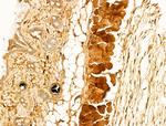 Phospho-CaMKII beta/gamma/delta (Thr287) Antibody in Immunohistochemistry (Paraffin) (IHC (P))