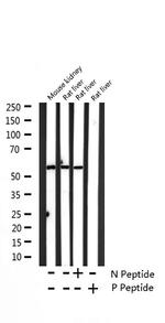 Phospho-Caspase 8 (Ser347) Antibody in Western Blot (WB)