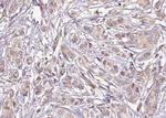 Phospho-TRAP220 (Thr1457) Antibody in Immunohistochemistry (Paraffin) (IHC (P))