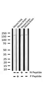 Phospho-TRAP220 (Thr1457) Antibody in Western Blot (WB)