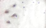 Phospho-CRMP2 (Thr514) Antibody in Immunohistochemistry (Paraffin) (IHC (P))