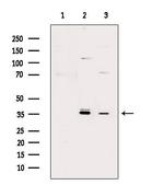 Phospho-Syntaxin 1 (Ser14) Antibody in Western Blot (WB)