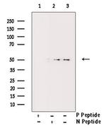 Phospho-PDCD4 (Ser457) Antibody in Western Blot (WB)