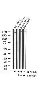 Phospho-WNK1 (Thr60) Antibody in Western Blot (WB)