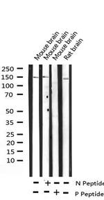 Phospho-GRF-1 (Tyr1105) Antibody in Western Blot (WB)