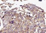 Phospho-HDAC5 (Ser498) Antibody in Immunohistochemistry (Paraffin) (IHC (P))