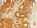 CASPASE 1 P10 (CLEAVED ALA317) Antibody in Immunohistochemistry (Paraffin) (IHC (P))