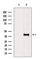 Phospho-DKK1 (Ser140) Antibody in Western Blot (WB)