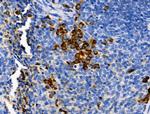 Phospho-PER2 (Ser662) Antibody in Immunohistochemistry (Paraffin) (IHC (P))