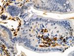 Phospho-Occludin (Ser507 ) Antibody in Immunohistochemistry (Paraffin) (IHC (P))