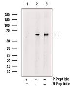 Phospho-Occludin (Ser507 ) Antibody in Western Blot (WB)