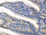 Phospho-Claudin 5 (Thr207 ) Antibody in Immunohistochemistry (Paraffin) (IHC (P))