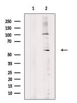 Phospho-PHGDH (Thr78) Antibody in Western Blot (WB)