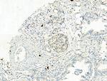 Phospho-NLRP3 (Ser295) Antibody in Immunohistochemistry (Paraffin) (IHC (P))