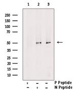 Phospho-PPAR delta (Thr256) Antibody in Western Blot (WB)