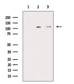 Phospho-NEDD4 (Ser670) Antibody in Western Blot (WB)