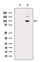 Phospho-CYLD (Ser422) Antibody in Western Blot (WB)