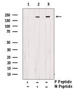 Phospho-BRG1 (Ser610) Antibody in Western Blot (WB)