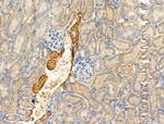 Phospho-KSR2 (Thr497) Antibody in Immunohistochemistry (Paraffin) (IHC (P))