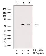 Phospho-Naked1 (Ser348) Antibody in Western Blot (WB)