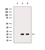 H2BK16ac Antibody in Western Blot (WB)