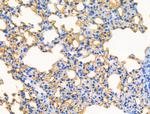 Phospho-Oxytocin Receptor (Thr235) Antibody in Immunohistochemistry (Paraffin) (IHC (P))