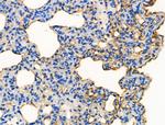 Phospho-Oxytocin Receptor (Thr235) Antibody in Immunohistochemistry (Paraffin) (IHC (P))