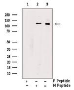 Phospho-PIK3CA (Ser317) Antibody in Western Blot (WB)