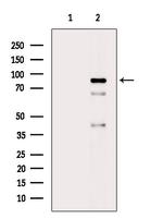 Phospho-PI3K p85 alpha (Tyr452) Antibody in Western Blot (WB)