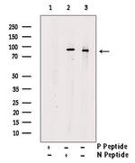 Phospho-PI3K p85 alpha (Tyr508) Antibody in Western Blot (WB)