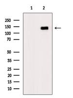 Phospho-EphA4 (Tyr602) Antibody in Western Blot (WB)