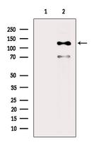 Phospho-EphA4 (Tyr602) Antibody in Western Blot (WB)