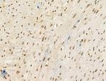 Phospho-ENSA (Ser67) Antibody in Immunohistochemistry (Paraffin) (IHC (P))