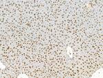 Phospho-ENSA (Ser67) Antibody in Immunohistochemistry (Paraffin) (IHC (P))