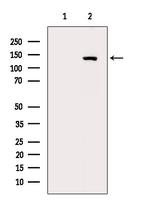 Phospho-ULK1 (Ser758) Antibody in Western Blot (WB)