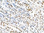 Phospho-SRF (Ser103) Antibody in Immunohistochemistry (Paraffin) (IHC (P))