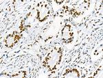 Phospho-SRF (Ser103) Antibody in Immunohistochemistry (Paraffin) (IHC (P))