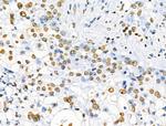 Phospho-SRF (Ser103) Antibody in Immunohistochemistry (Paraffin) (IHC (P))