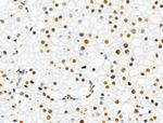 Phospho-SRF (Ser103) Antibody in Immunohistochemistry (Paraffin) (IHC (P))