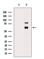 Phospho-SRC (Ser17) Antibody in Western Blot (WB)