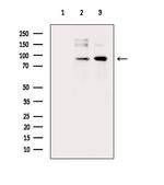 Phospho-Aconitase 1 (Ser138) Antibody in Western Blot (WB)