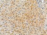 Phospho-NR4A1 (Ser351) Antibody in Immunohistochemistry (Paraffin) (IHC (P))