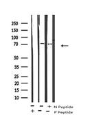 Phospho-NR4A1 (Ser351) Antibody in Western Blot (WB)