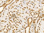 Phospho-MKP-1 (Ser359) Antibody in Immunohistochemistry (Paraffin) (IHC (P))